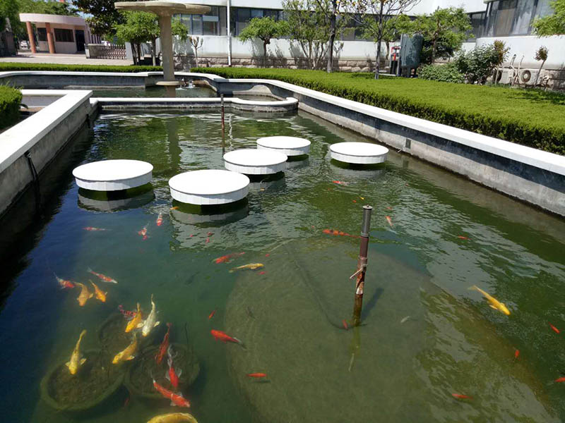 三年不換水 魚也會(huì)悠然自得