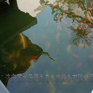 東營(yíng)景觀池刷凈安裝凈化系統(tǒng)