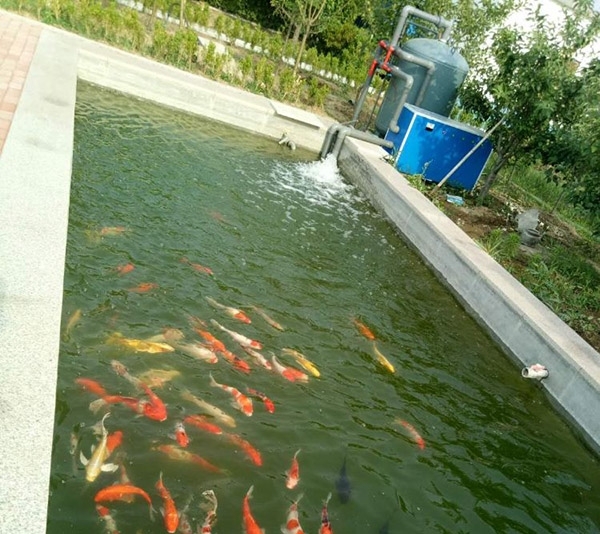 景觀魚池為什么要配過濾系統?