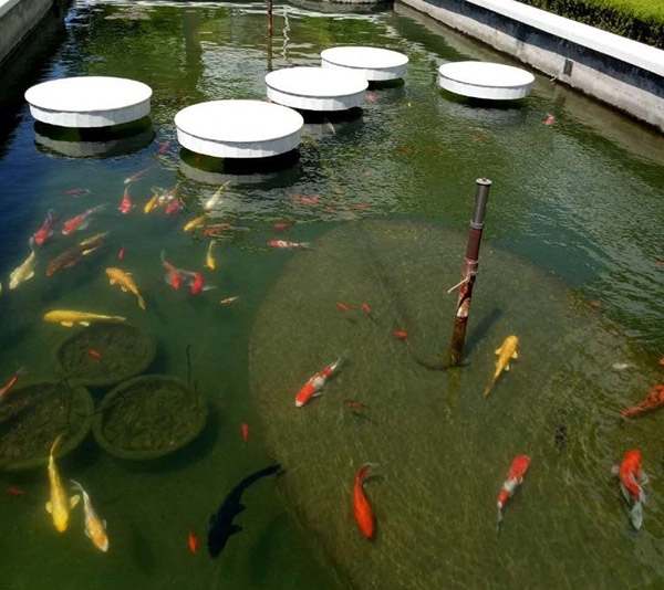 濟寧藝水芳源魚池過濾系統還您一個清澈的景觀魚池水質