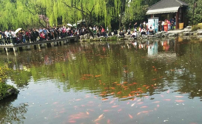 錦鯉魚池過系統原理及過濾系統建設方法