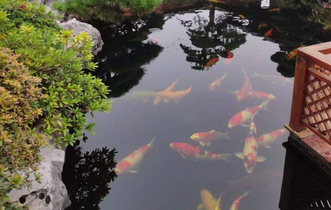 錦鯉魚池過濾系統的八大誤區(qū),你可能也走了彎路!