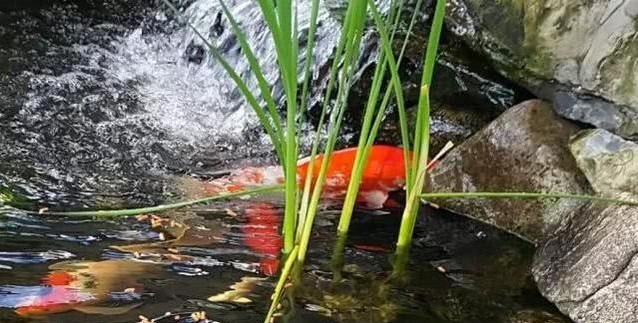 為什么養(yǎng)魚的人容易遇貴人?