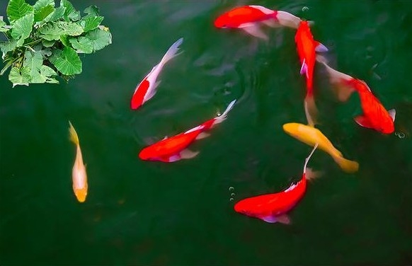 魚池日常管理