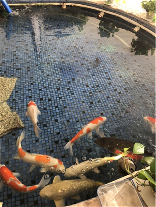 為什么要在庭院魚池安裝魚池過濾器 